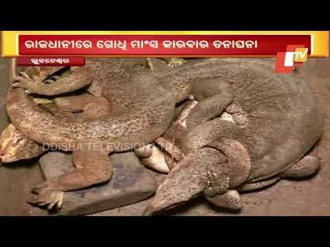 Investigation Into Monitor Lizard Meat Trade In Bhubaneswar On