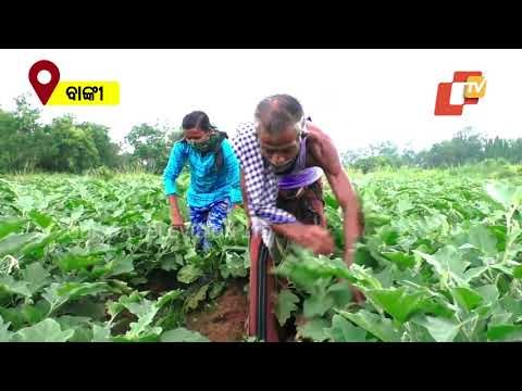 Covid Restrictions Leaves Banki Farmers In Lurch