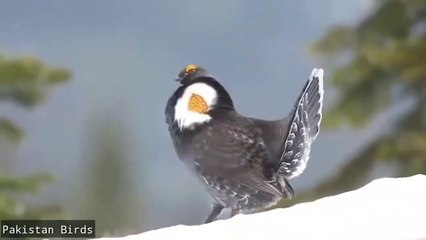 Subhanallah allah ki qudrat ko diko