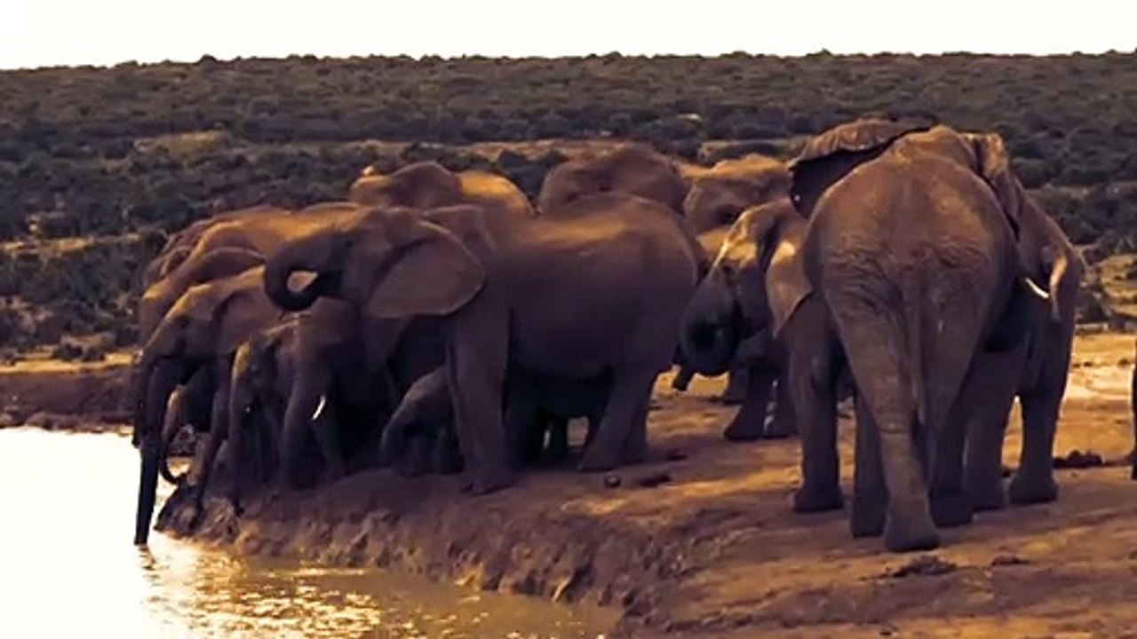 Elephant