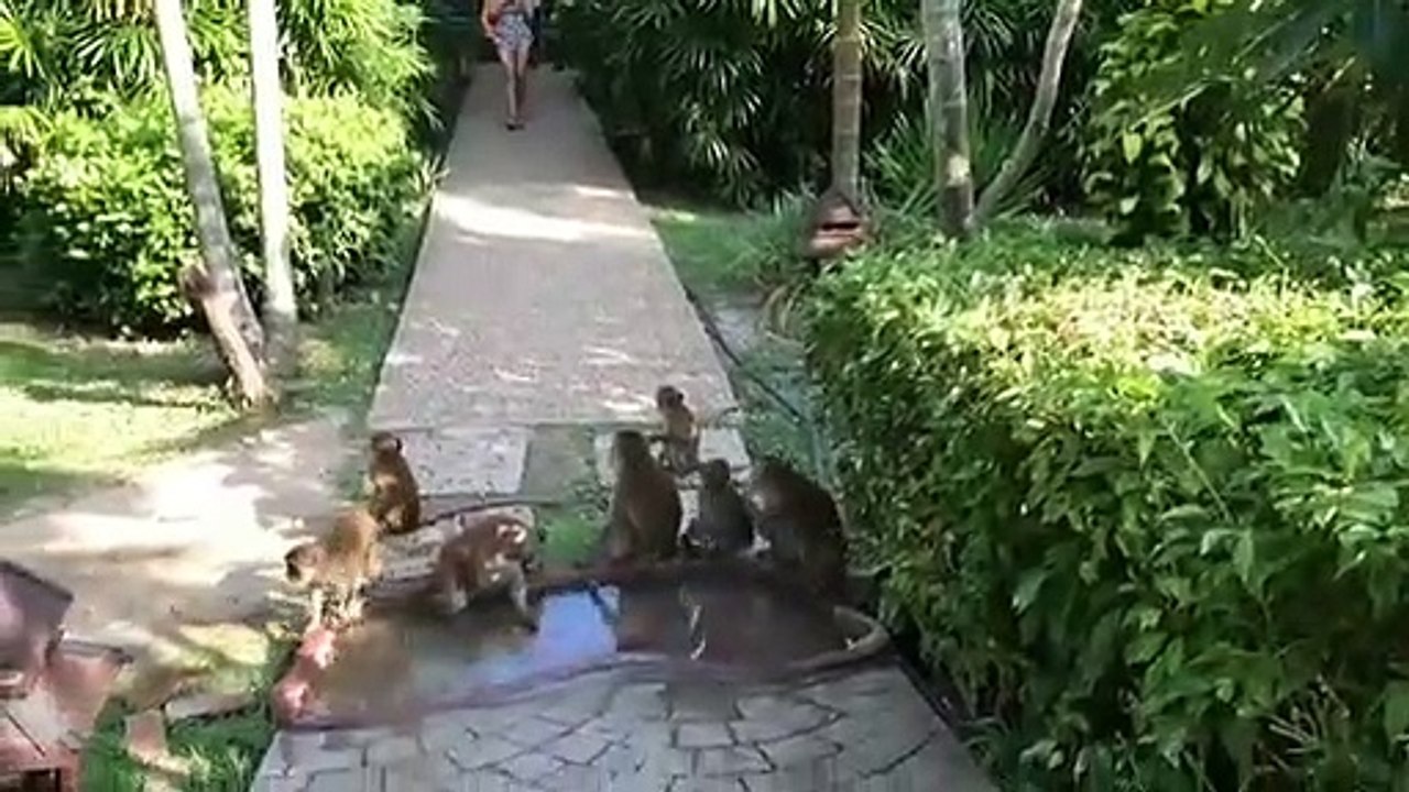 Best animal video, wildlife video, wildlife animal video, monkey funny videos, wild monkey video, funny videos,