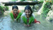 Dhan Ropai in Nepal Rice Cultivation Village Life Style Summer Season
