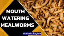Mealworm snack: first insect-based food approved by the EU's food safety watchdog | Oneindia News