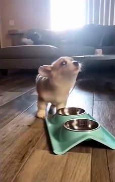Corgi Puppy Does The Happy Howls Each Time After Getting Food