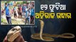 Snake Help Line Team Rescues King Cobra From Malkangiri Village