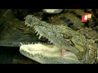 14 Crocodile Hatchlings Born At Coimbatore Zoo