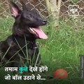 Video Of Dog Solving Maths Equation Through Barking Goes Viral
