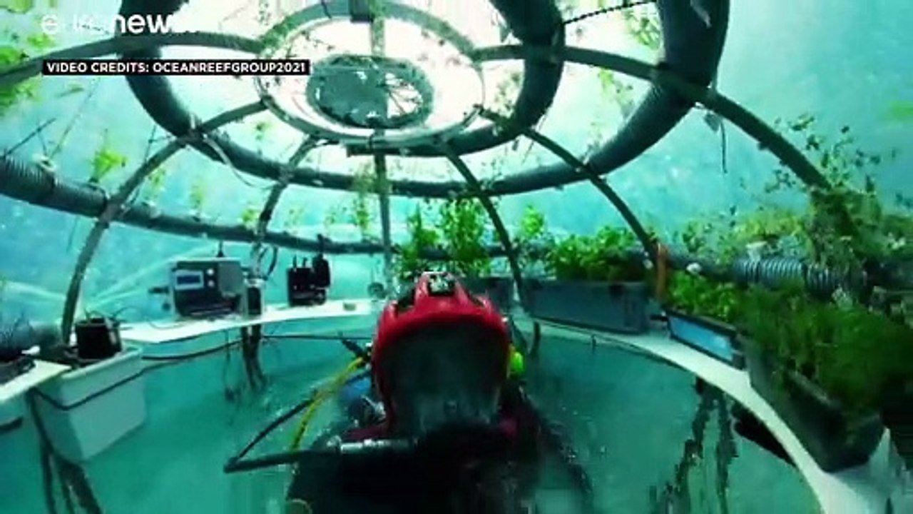 L'orto sott'acqua: come coltivare senza strappare altri terreni ai boschi