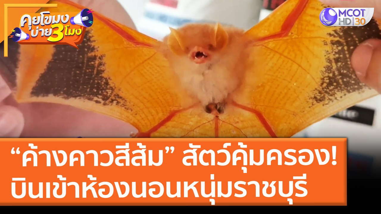 “ค้างคาวสีส้ม” สัตว์คุ้มครอง! บินเข้าห้องนอนหนุ...