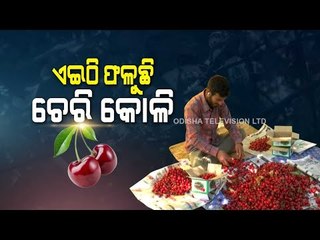 Special Story | Cherry Harvesting Begins Full Swing In Kashmir