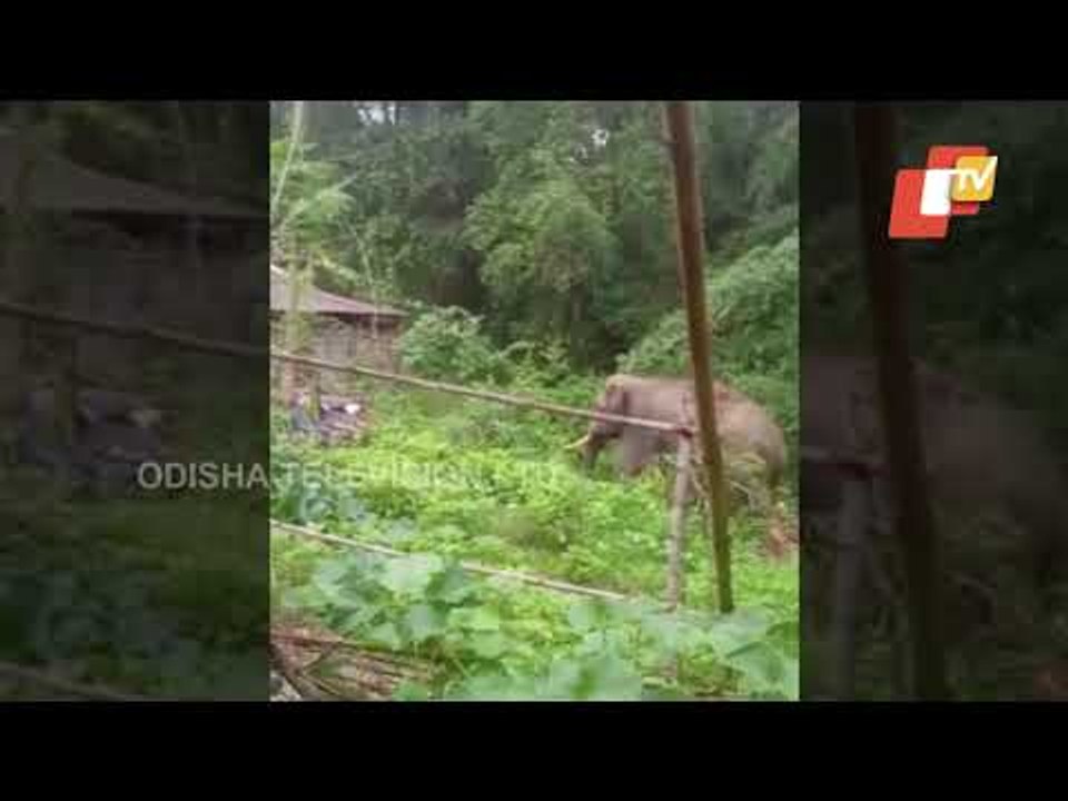 Wild Elephant Wreaks Havoc At A Village In Bhadrak Video Dailymotion