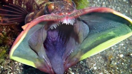 Top 15 Unsettling Prehistoric Creatures