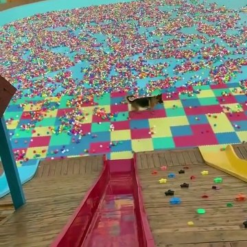 Funniest & Cutest German Shepherd Videos #3 - Puppy Videos 2020