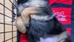 Funniest & Cutest German Shepherd Videos #2 - Puppy Videos 2020