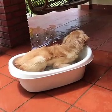 Funniest & Cutest Golden Retriever Puppies #2- Funny Puppy Videos 2020