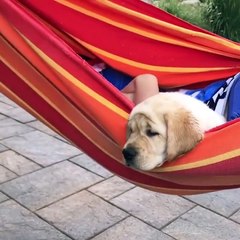 Best Of Cute Labrador Puppies - Funny Puppy Videos 2019