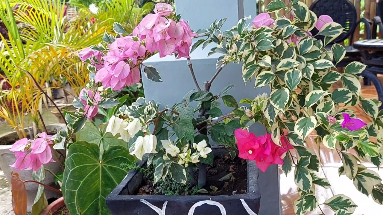 BUNGA BOUGENVILE 3 WARNA DALAM 1 POHON || BUNGA KERTAS BOUGENVILE