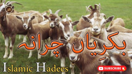 Bakriyan Charana | Sunnat e nabvi | Deen e Islam | Hadees