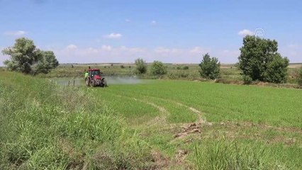 Türkiye'nin çeltik ambarında üreticinin "yabancı otla mücadele" mesaisi başladı