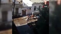 Adana’da pitbull dehşeti: Sahipsiz pitbull cinsi köpek sokakta hurda taşıyan ata saldırdı