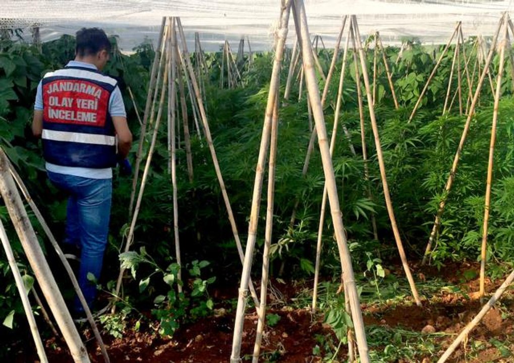 Serada 2 bin 970 kök Hint keneviri ele geçirildi