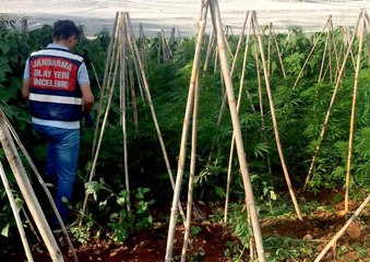 Serada 2 bin 970 kök Hint keneviri ele geçirildi
