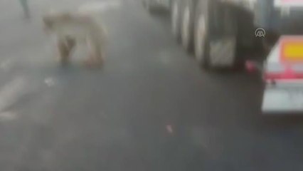 Bozayının saldırdığı keçiyi kurtarmak için vatandaşlar seferber oldu