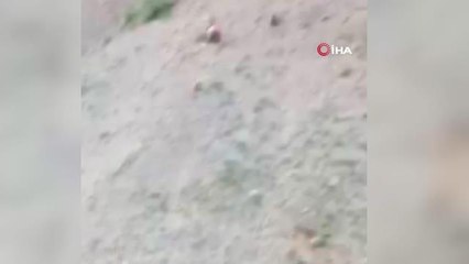 Erzurum'da boz ayı 2 yavrusuyla birlikte ilçeye indi