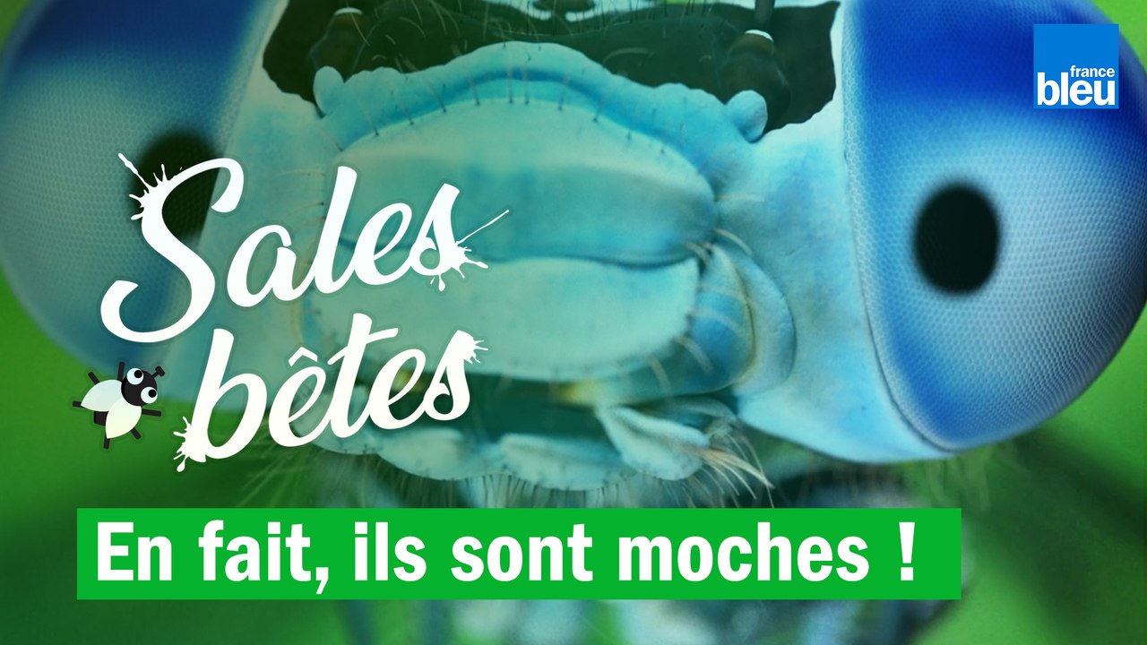 Papillon, libellule, luciole : en fait, ils sont moches !