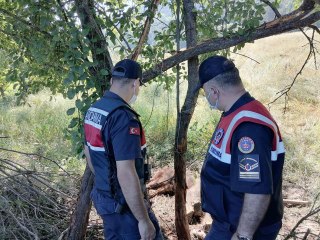 Dikenli tellere takılan ayı yavrusunu jandarma kurtardı