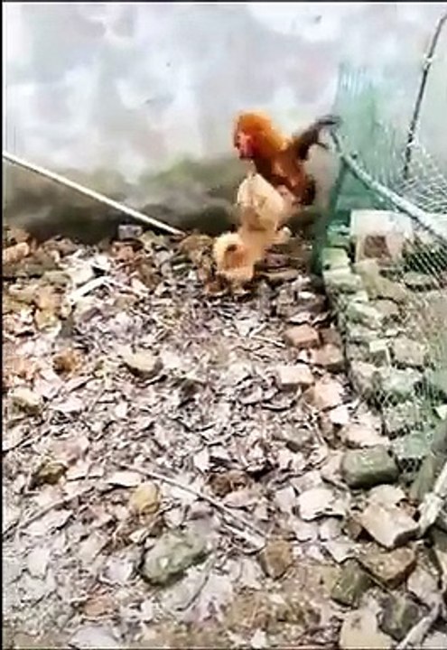 Chicken VS Dog Fight    Funny Dog Fight Videos