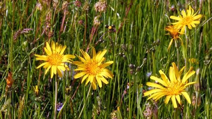What's a beautiful flowers and natural life
