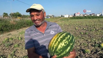 Aşırı sıcak ve poyraz 350 ton karpuzu yaktı