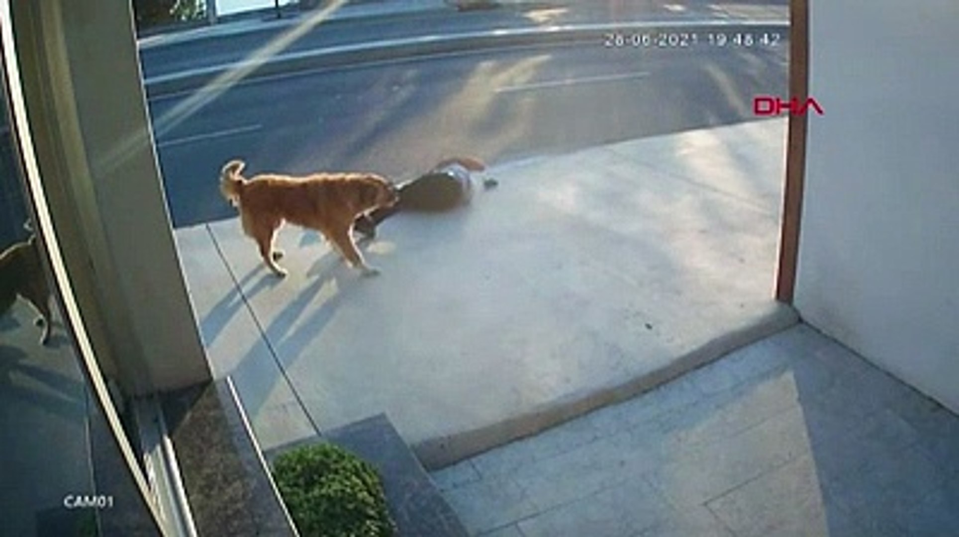 Havlayan Kopekten Kacarken Yola Atladi Kamyon Carpti Dailymotion Video