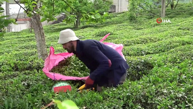 ÇAYKUR Genel Müdürü Yusuf Ziya Alim: 'ÇAYKUR ilk sürgünde üreticiden 314 bin 500 ton yaş çay aldı'