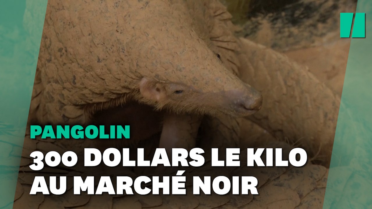 Ce Vietnamien reçoit le "Nobel vert" pour avoir sauvé des centaines de pangolins