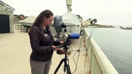 Sea Otters May Be a Key To Balancing Underwater Ecosystems on the Verge of Collapse
