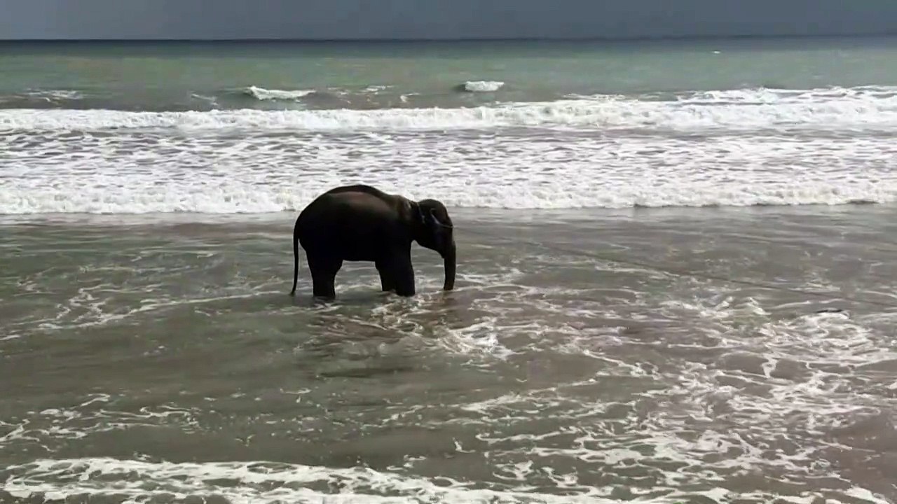 Rettung für verirrte Elefanten in Bangladesch