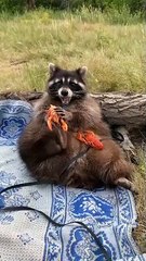 Super Sized Raccoon Fills up on Seafood