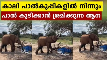 Watch Video: elephant trying to ‘steal’ leftover milk from empty bottles in this adorable video