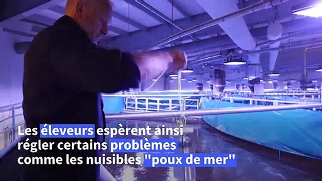 En Norvège, l'élevage de saumons tenté par la terre ferme