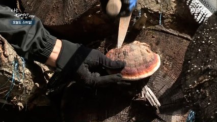 이게 빵이야 버섯이야?! 쉽게 보이지 않는다는 '소나무 상황' 발견!!