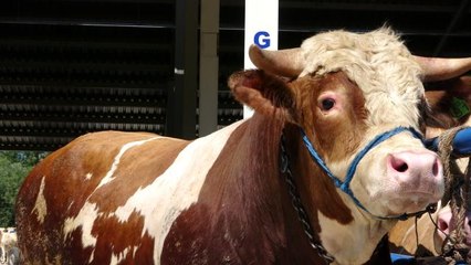 Çankırı'da 1 tonluk 'Paşa' alıcılarını bekliyor