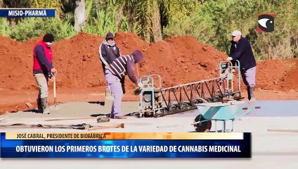 Obtuvieron los primeros brotes de la variedad de Cannabis  Medicinal
