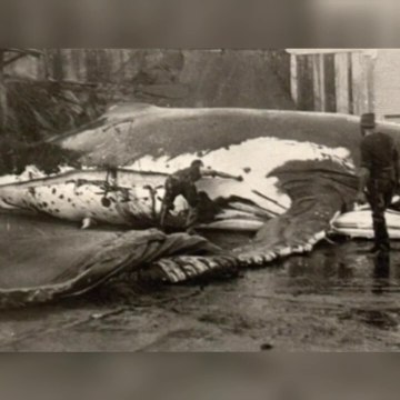 A trágica história das baleias-azuis