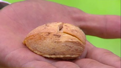 bd-plantas-para-fortalecer-el-cabello-y-prevenir-su-caida-300621