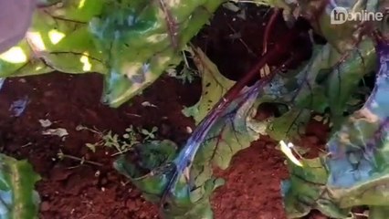 Geada congela lavoura de beterraba em Marilândia do Sul