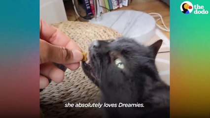 Mum Shows Heartbroken Cat How to Feel Whole Again _ The Dodo You Know Me Now Meet My Pet # ANIMAL LOVERS