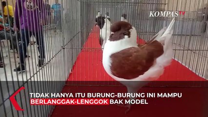 700 Ekor Burung Merpati Ikuti Kontes Tingkat Nasional
