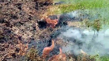 VAN - Çayırlık alanda yanan toprak AFAD ekiplerince incelendi